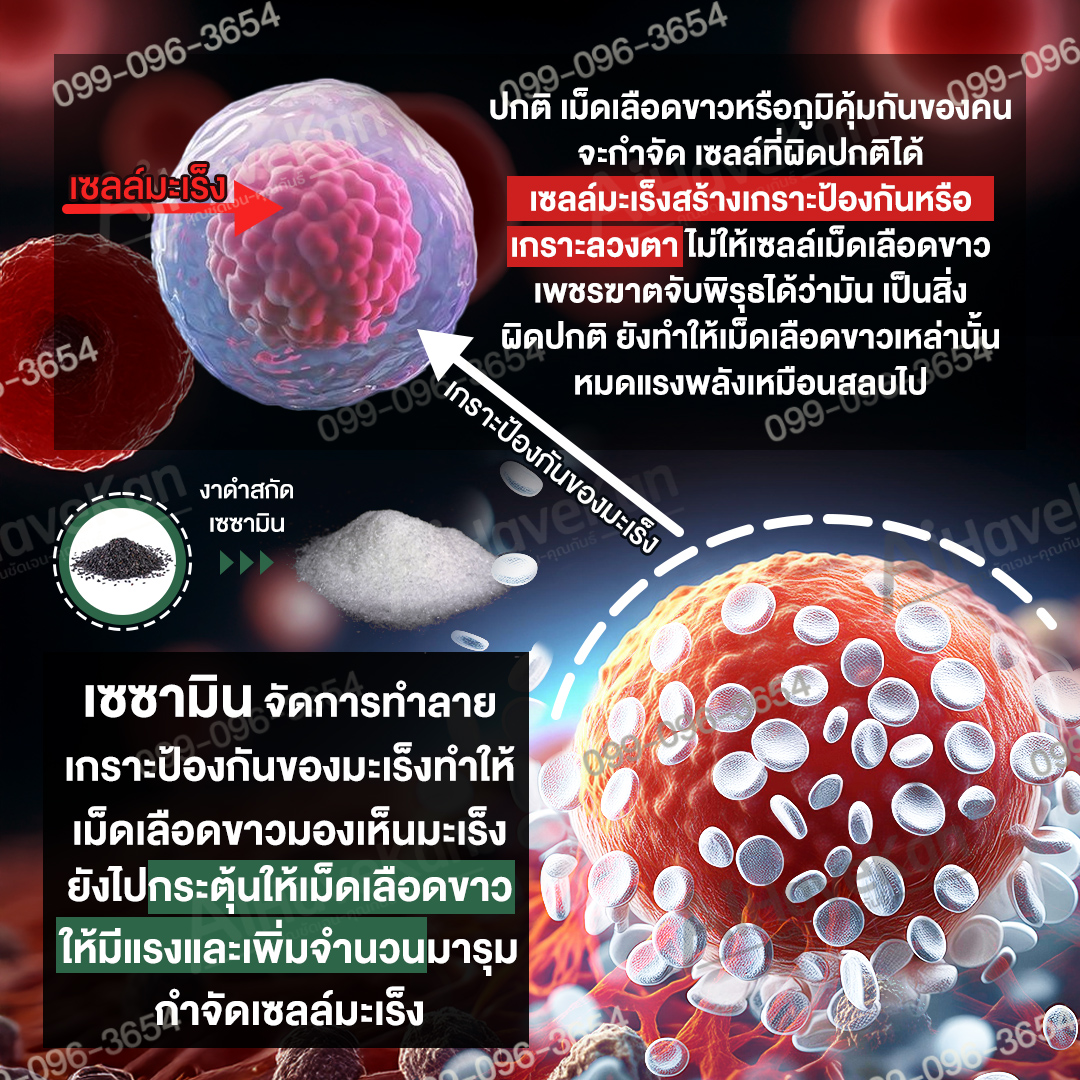 เซซามิน ทำลายเกราะมะเร็ง