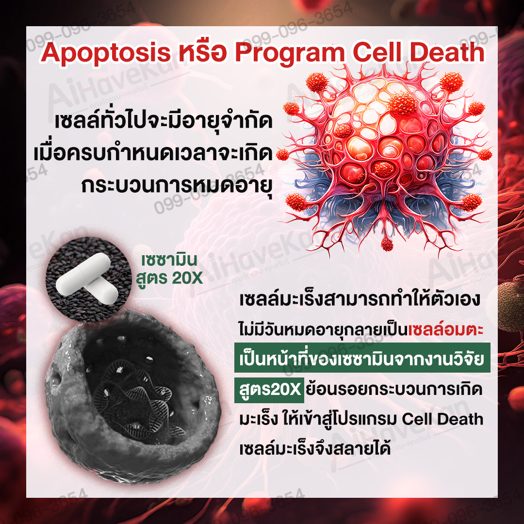 เซซามิน ย้อนรอยมะเร็ง